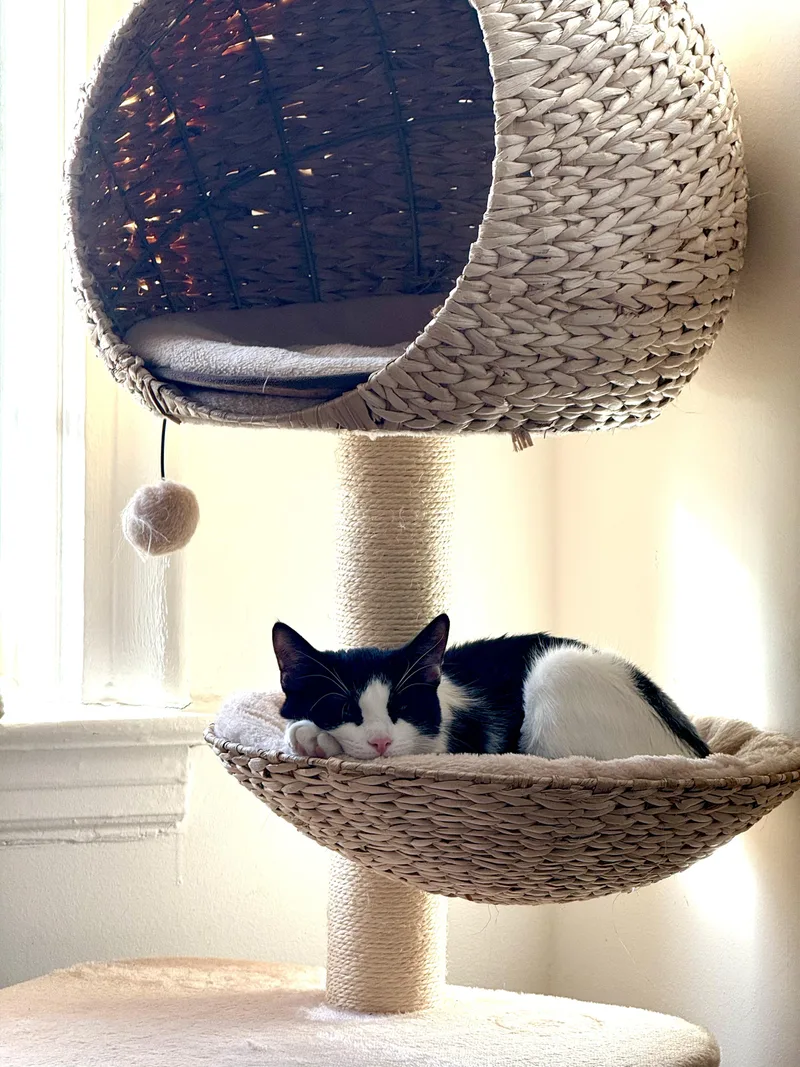 Lantern & Kiki Bonded