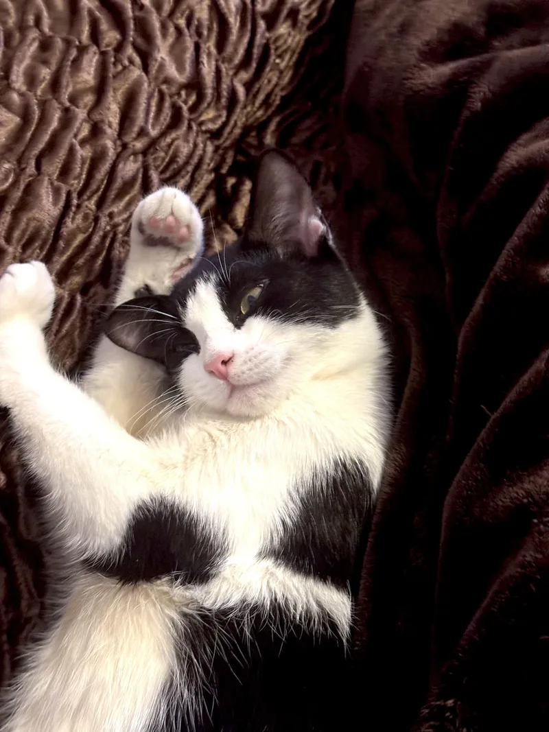 Lantern & Kiki Bonded thumbnail 6