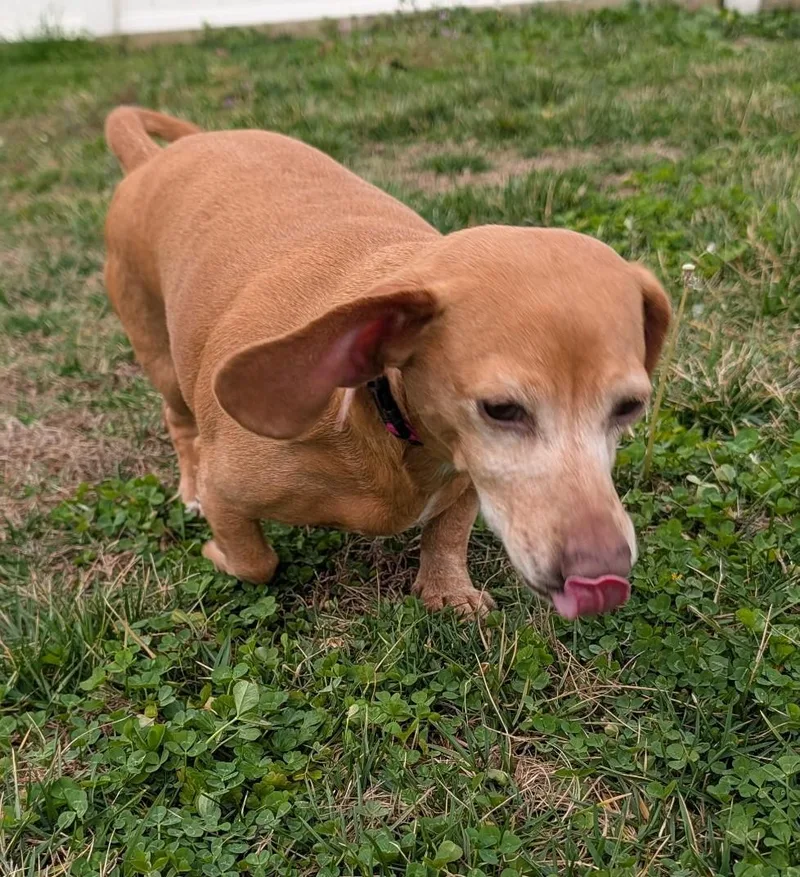 Juno In Nc thumbnail 2