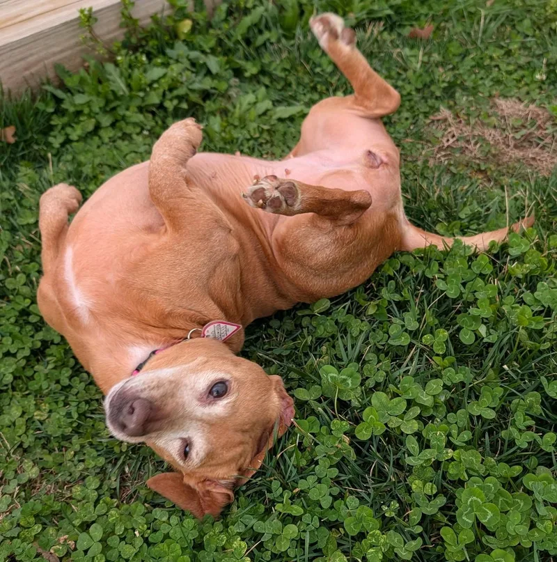 Juno In Nc thumbnail 3