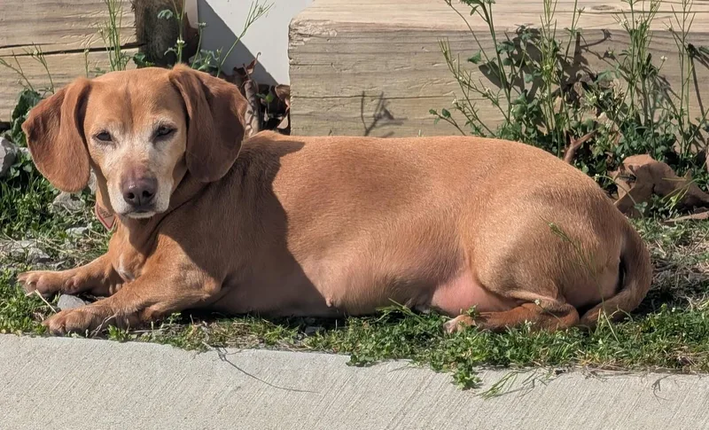 Juno In Nc thumbnail 4