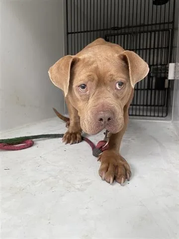 An adult medium-sized female Staffordshire Bull Terrier dog named Lilbith for adoption in Houston, TX