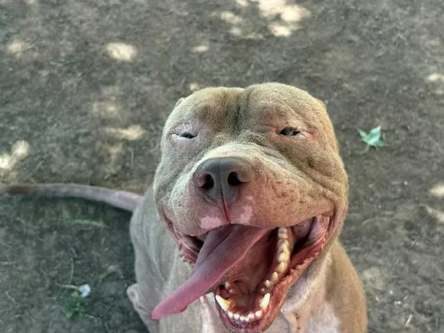 A young large-sized male Pit Bull Terrier dog named Pierre for adoption in Tulsa, OK