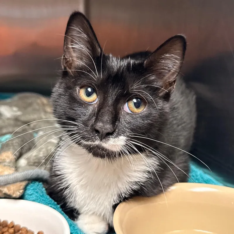 A baby small-sized female Domestic Short Hair cat named Star for adoption in Cumming, GA