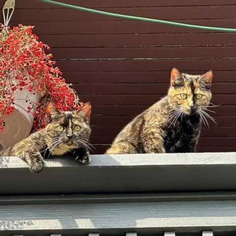 Rosie And Posey thumbnail 2