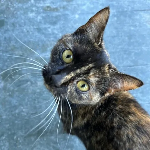 Rosie And Posey thumbnail 3