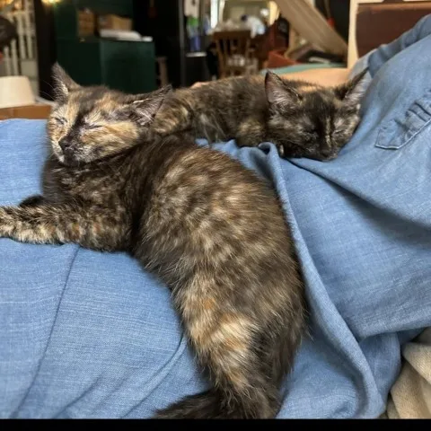 Rosie And Posey thumbnail 4