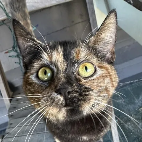 Rosie And Posey thumbnail 5