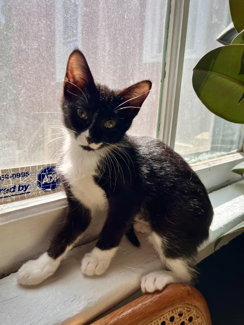 A baby medium-sized female Black & White / Tuxedo Domestic Short Hair cat named Roll for adoption in Milwaukee, WI
