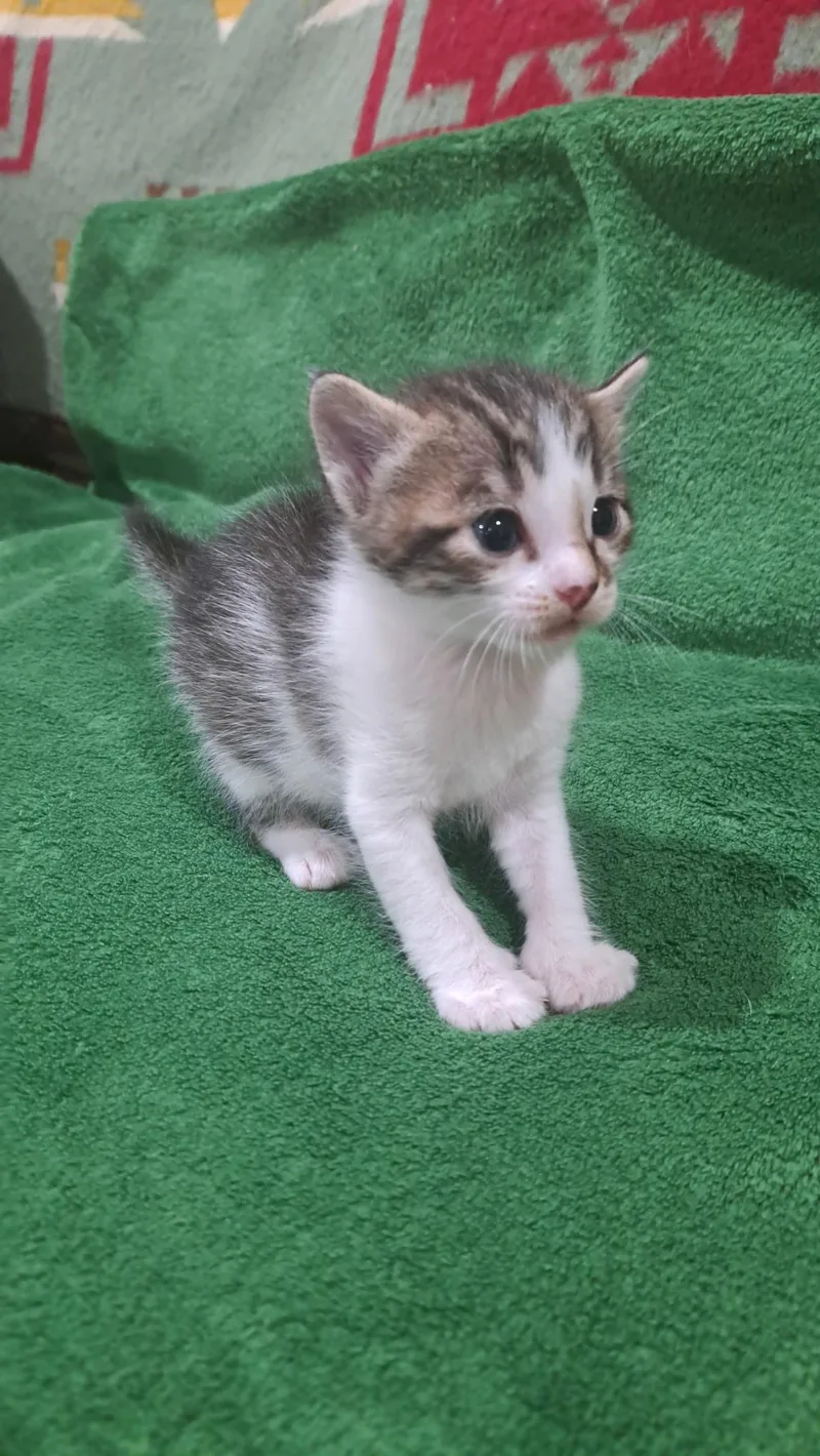 A baby small-sized female Domestic Short Hair cat named Darla for adoption in Dixon, CA