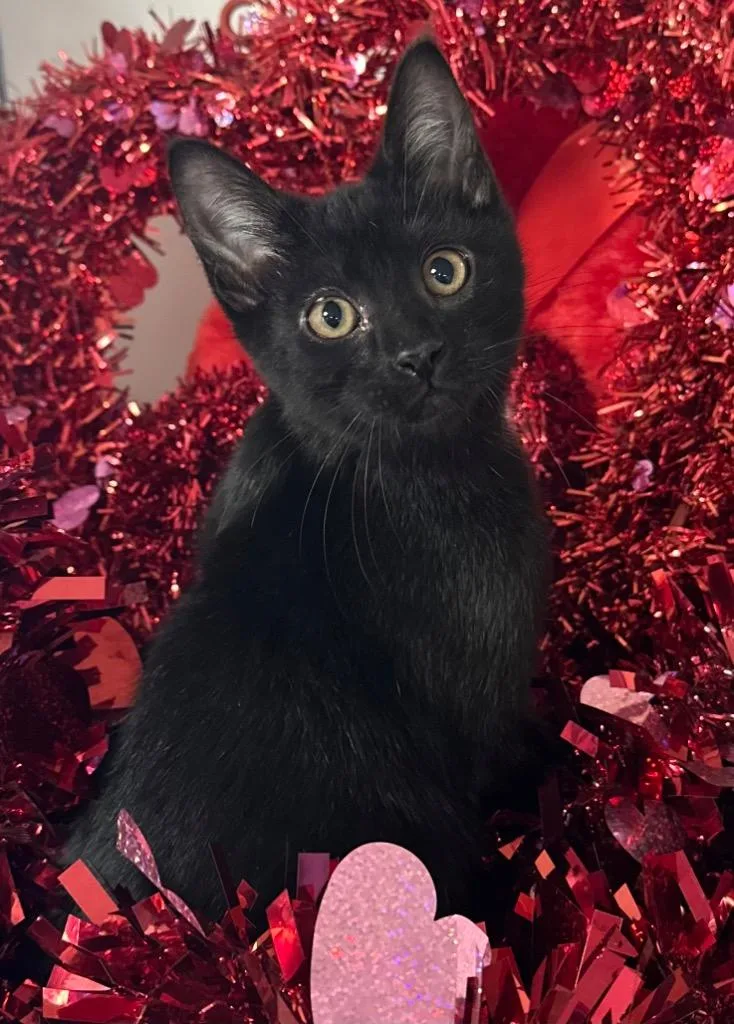 A baby small-sized male Domestic Short Hair cat named Eddie for adoption in Stillwater, OK