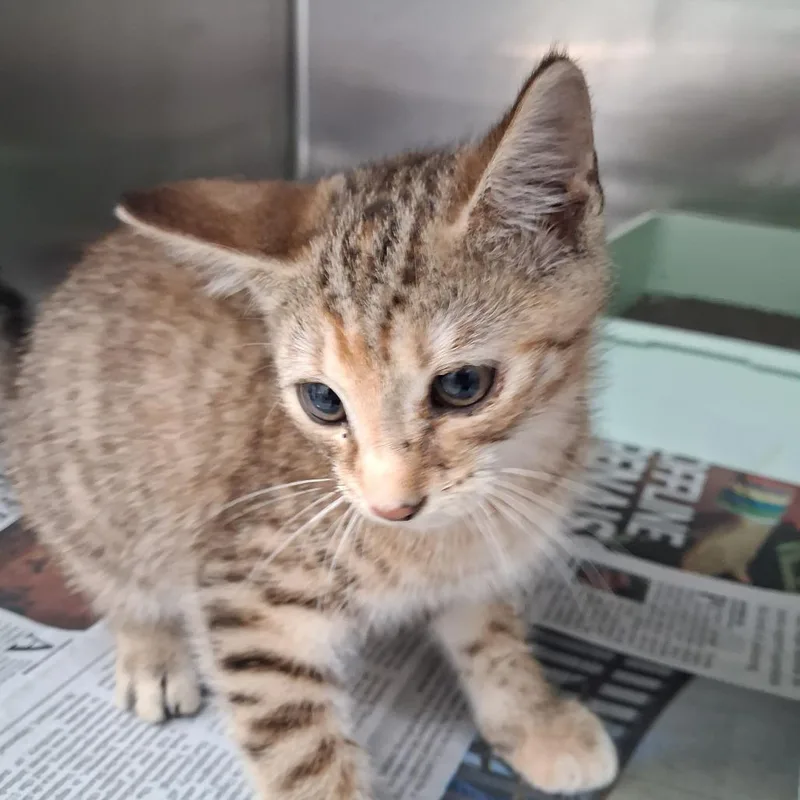 A baby small-sized female Brown / Chocolate Domestic Short Hair cat named Birdo for adoption in Auburn, AL