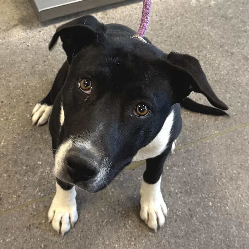 A young medium-sized male Black Mixed Breed dog named Ringo for adoption in Las Cruces, NM