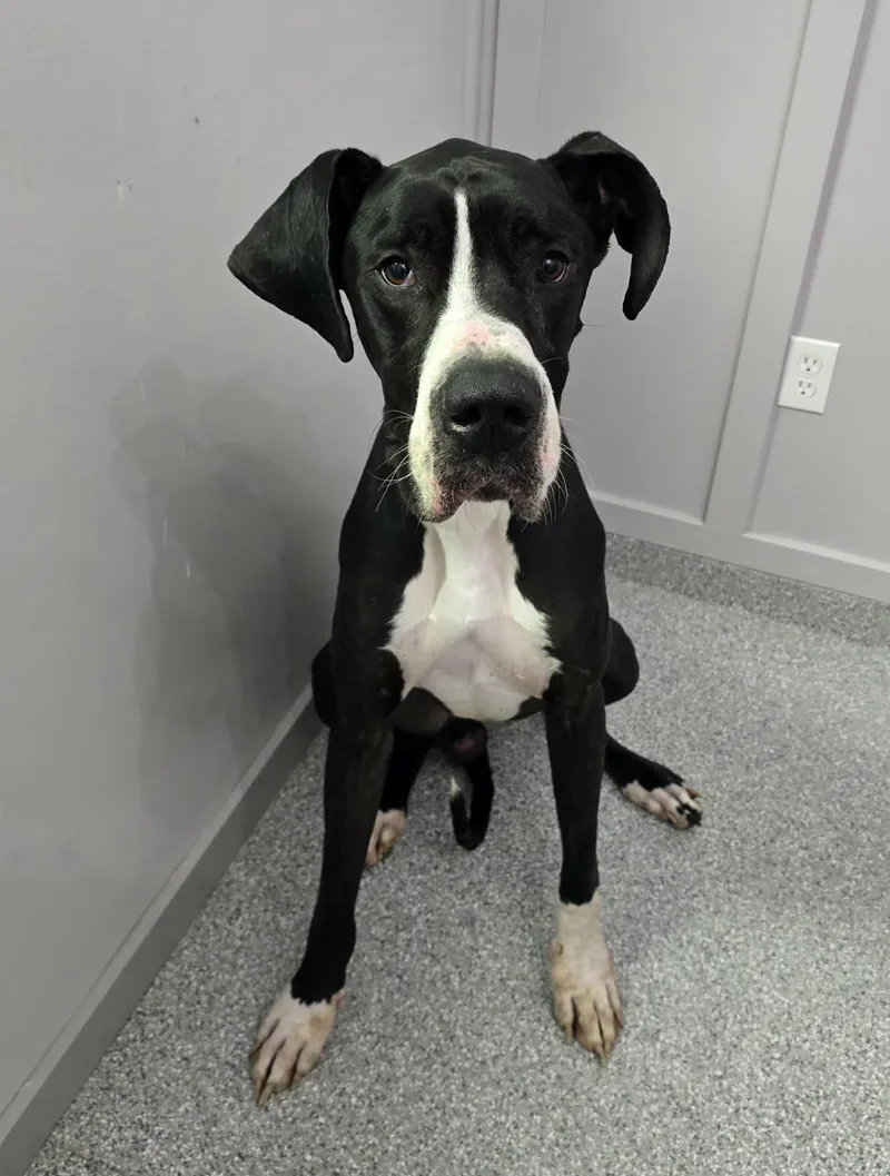 An adult extra large-sized male Great Dane dog named Yeager for adoption in Frankfort, IN