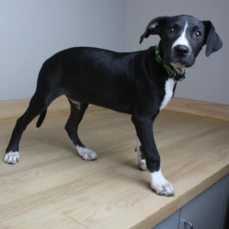 A baby medium-sized male Black Labrador Retriever dog named Morris D for adoption in Minnetonka, MN