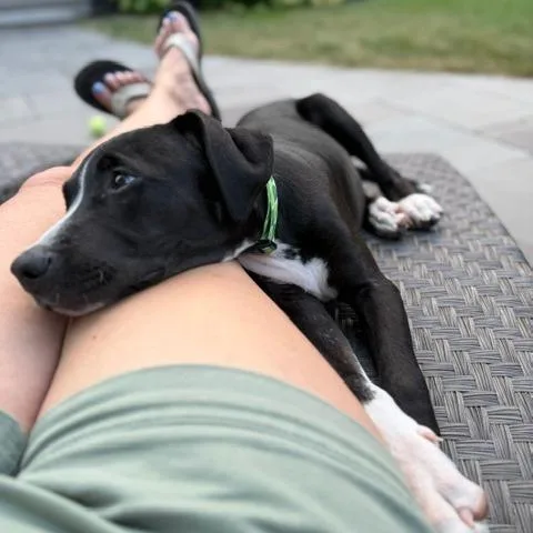 Morris D thumbnail 3