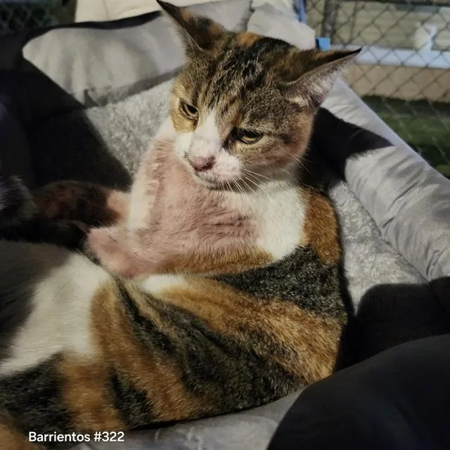 A young medium-sized female Domestic Short Hair cat named 4 for adoption in San Antonio, TX