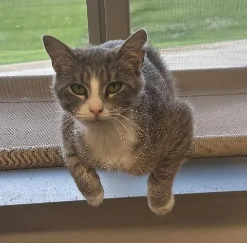 A baby medium-sized female Domestic Short Hair cat named Clover for adoption in Pella, IA