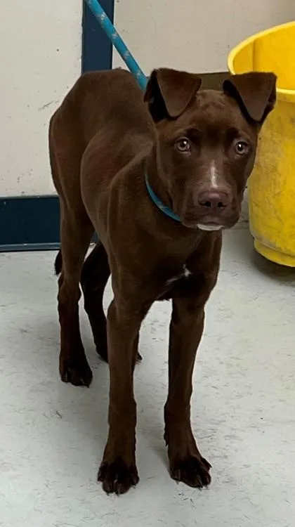 A young small-sized male Labrador Retriever dog named Le`Roy for adoption in Savannah, GA