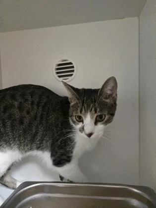 An adult medium-sized male Domestic Short Hair cat named Elliot for adoption in Savannah, GA