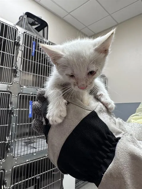 A baby small-sized male Domestic Medium Hair cat named Taco for adoption in Las Vegas, NV