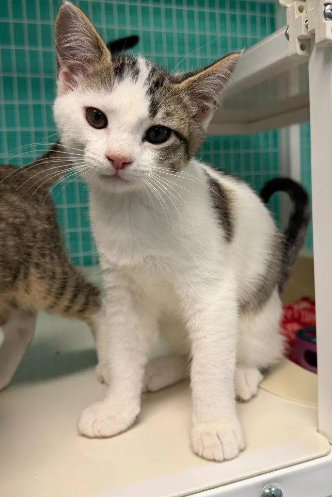 A baby medium-sized female Domestic Short Hair cat named Rook for adoption in St. Helens, OR