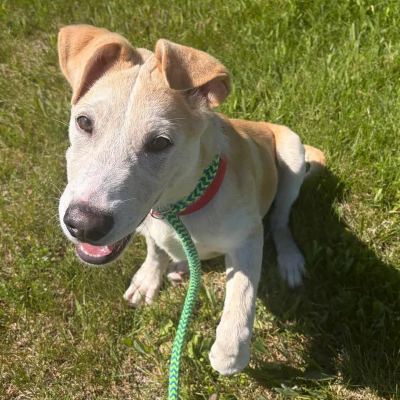 A baby medium-sized male Yellow / Tan / Blond / Fawn Labrador Retriever dog named Chance for adoption in Morrisville, VT