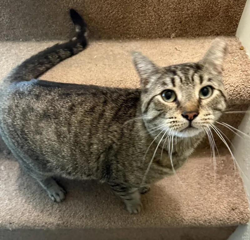 Vinny Robinson thumbnail 6