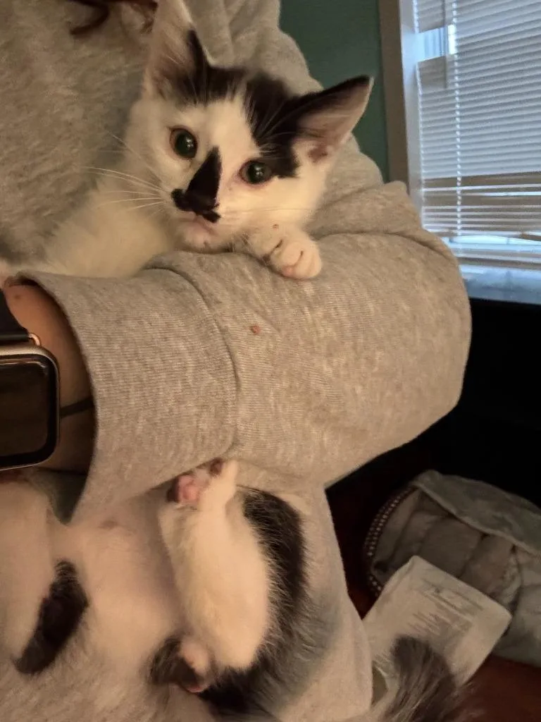 A baby medium-sized male Domestic Short Hair cat named Pearline for adoption in Johnson City, TN