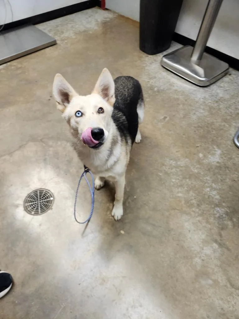 A young medium-sized female German Shepherd Dog dog named Fraya for adoption in Lockhart, TX