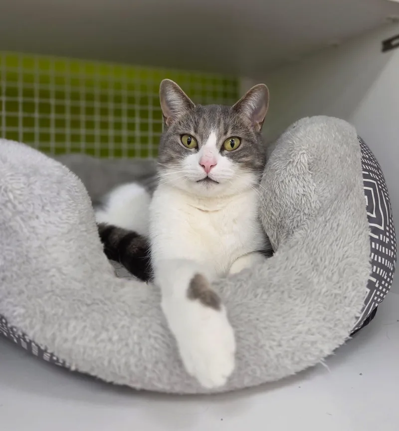 Moonleaf Cm thumbnail 2