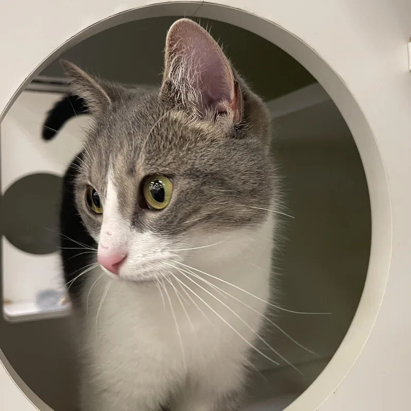 Moonleaf Cm thumbnail 3