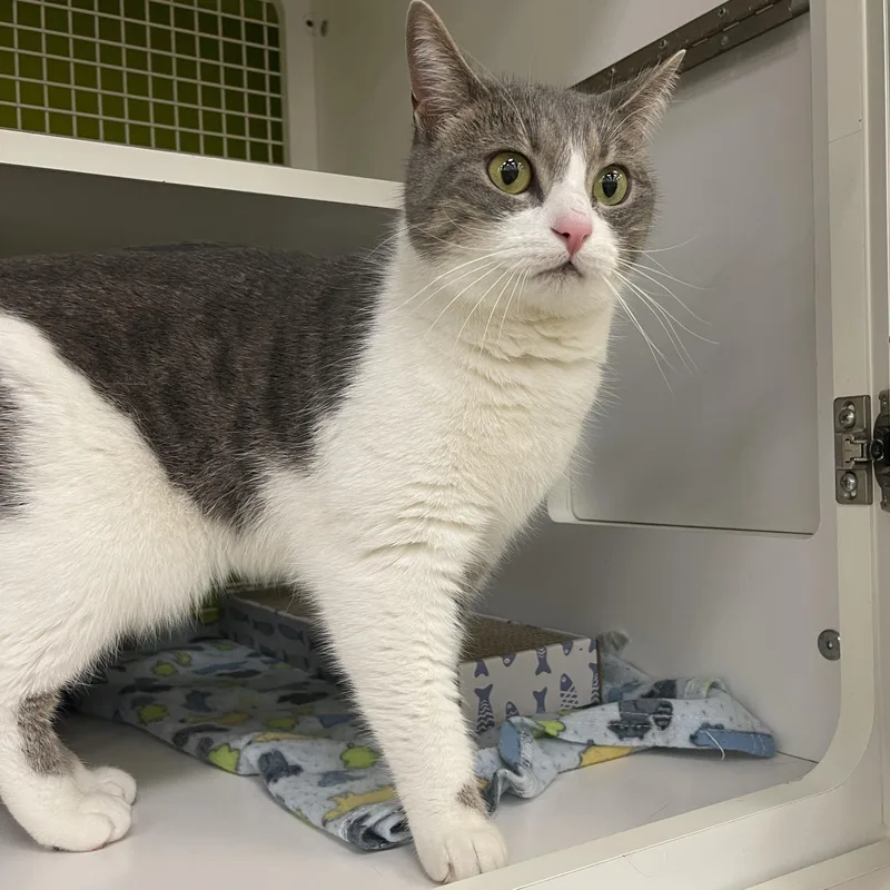 Moonleaf Cm thumbnail 4