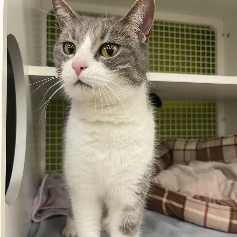 Moonleaf Cm thumbnail 5