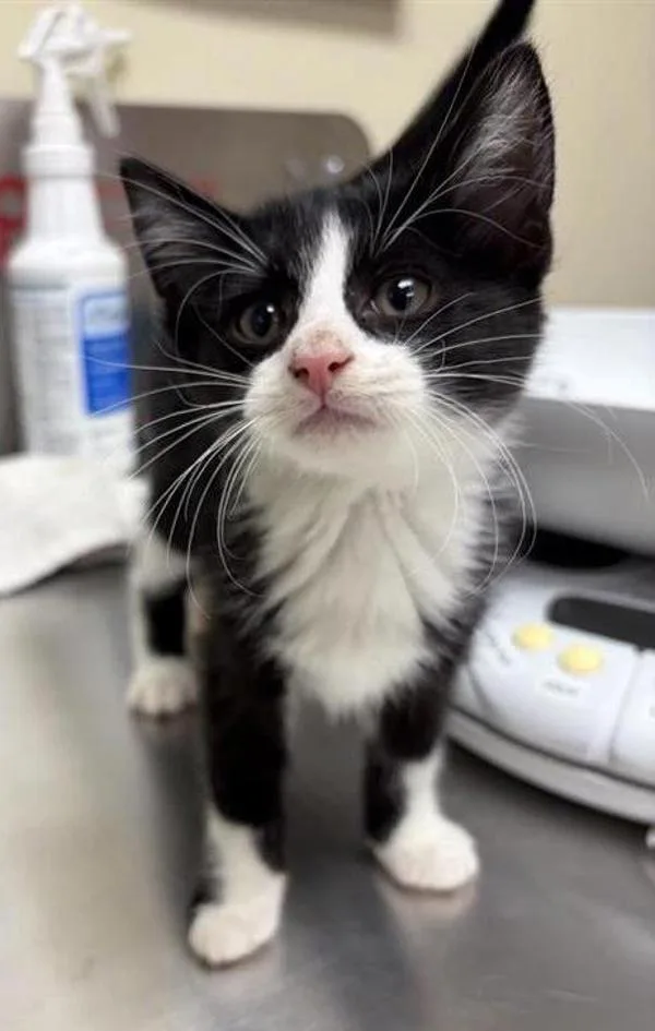A baby small-sized male Domestic Short Hair cat named Batty for adoption in Great Falls, MT