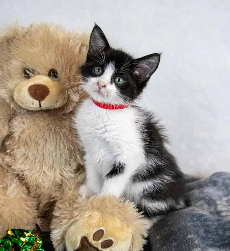 A baby medium-sized male Domestic Medium Hair cat named Kaden for adoption in Kennesaw, GA