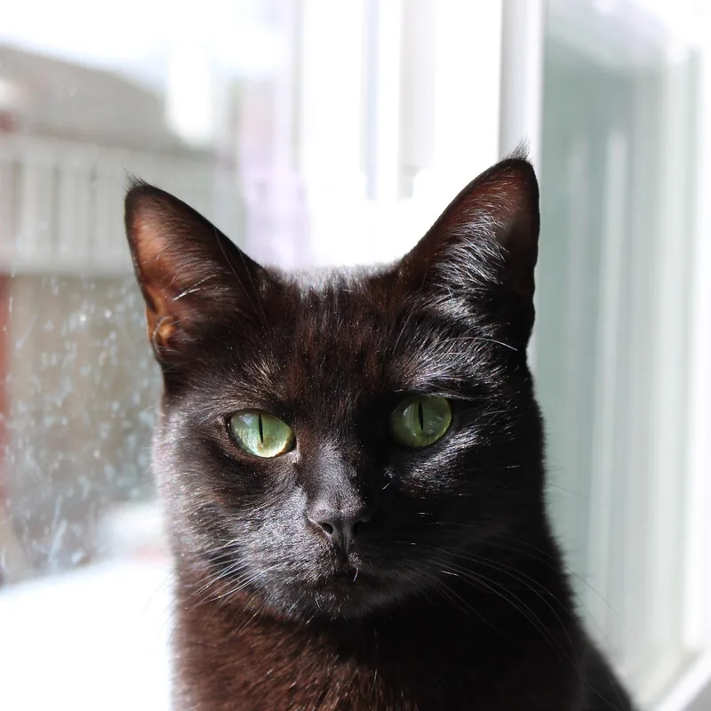 A young medium-sized female Black Domestic Short Hair cat named Mica [bonded With Sister for adoption in Benicia, CA