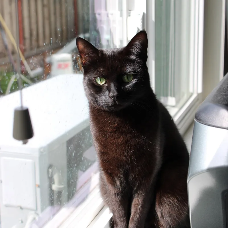 Mica [bonded With Sister thumbnail 2