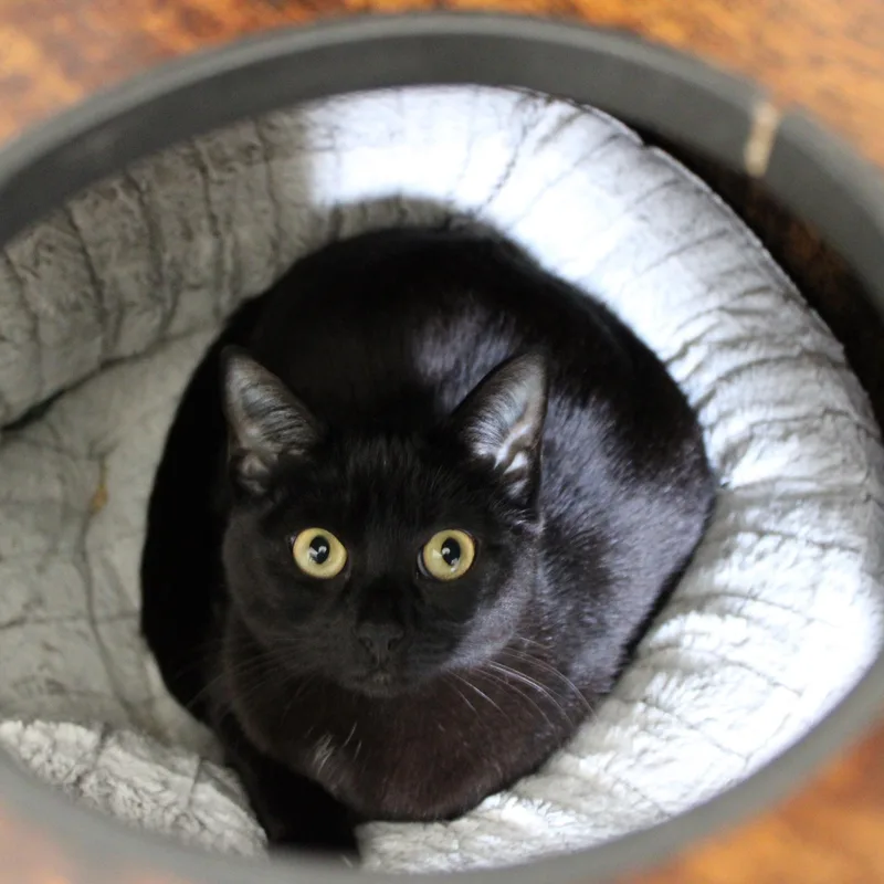 Mica [bonded With Sister thumbnail 3