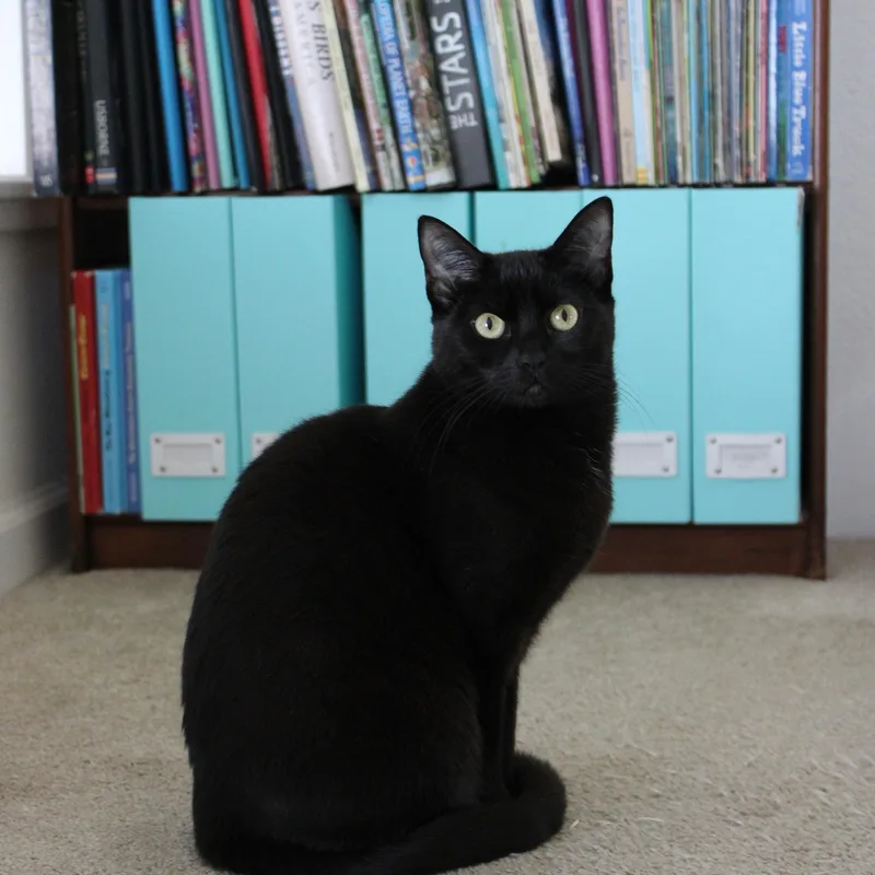 Mica [bonded With Sister thumbnail 4