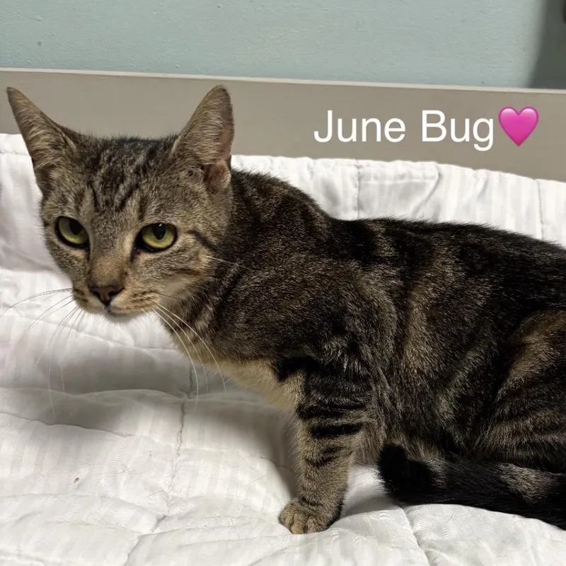 An adult medium-sized female Brown / Chocolate Domestic Short Hair cat named June Bug for adoption in Peachtree City, GA