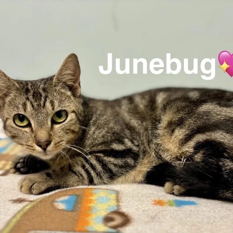 June Bug thumbnail 2