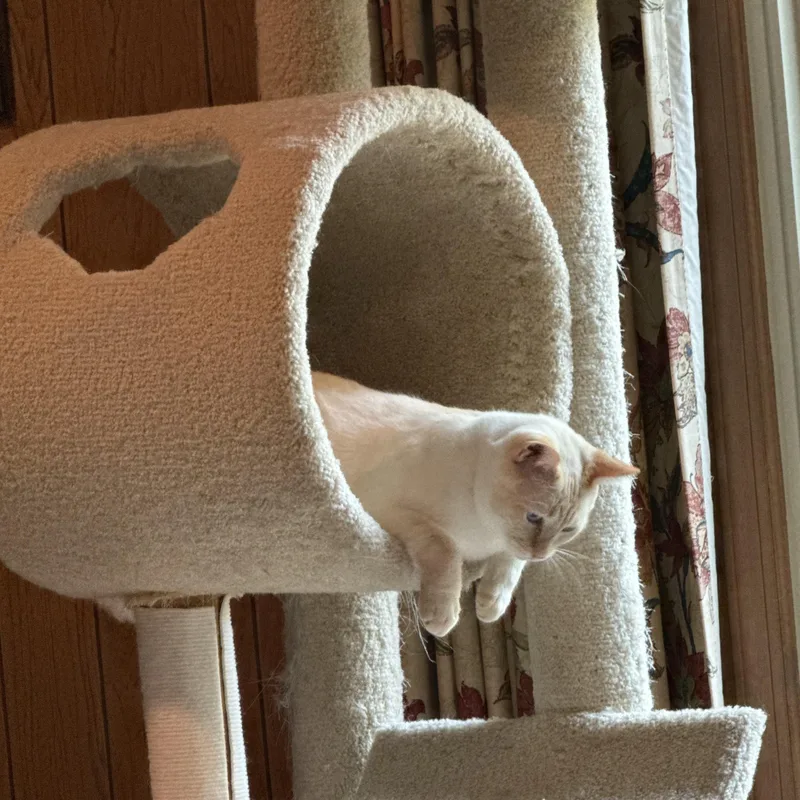 Opie thumbnail 3
