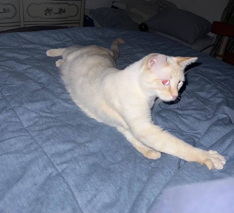 Opie thumbnail 4