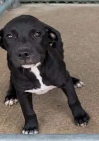 A young medium-sized female Black Labrador Retriever dog named Wanda for adoption in Sheboygan, WI
