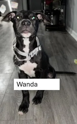 Wanda thumbnail 2