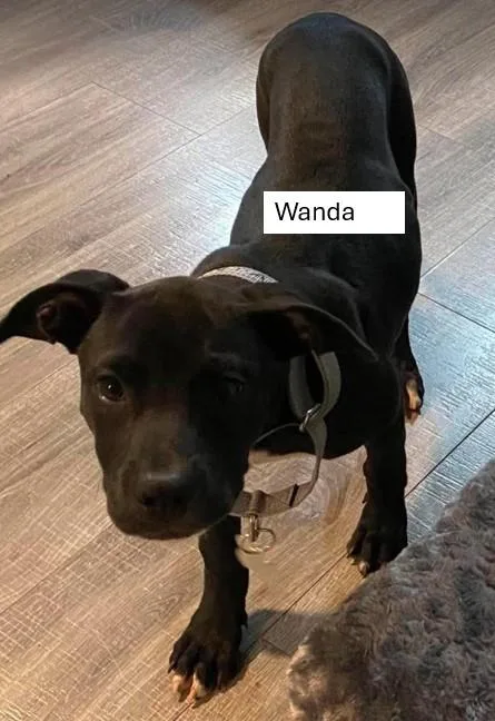 Wanda thumbnail 3