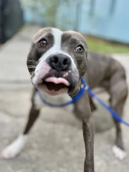 An adult medium-sized male Pit Bull Terrier dog named Howlie for adoption in New Orleans, LA