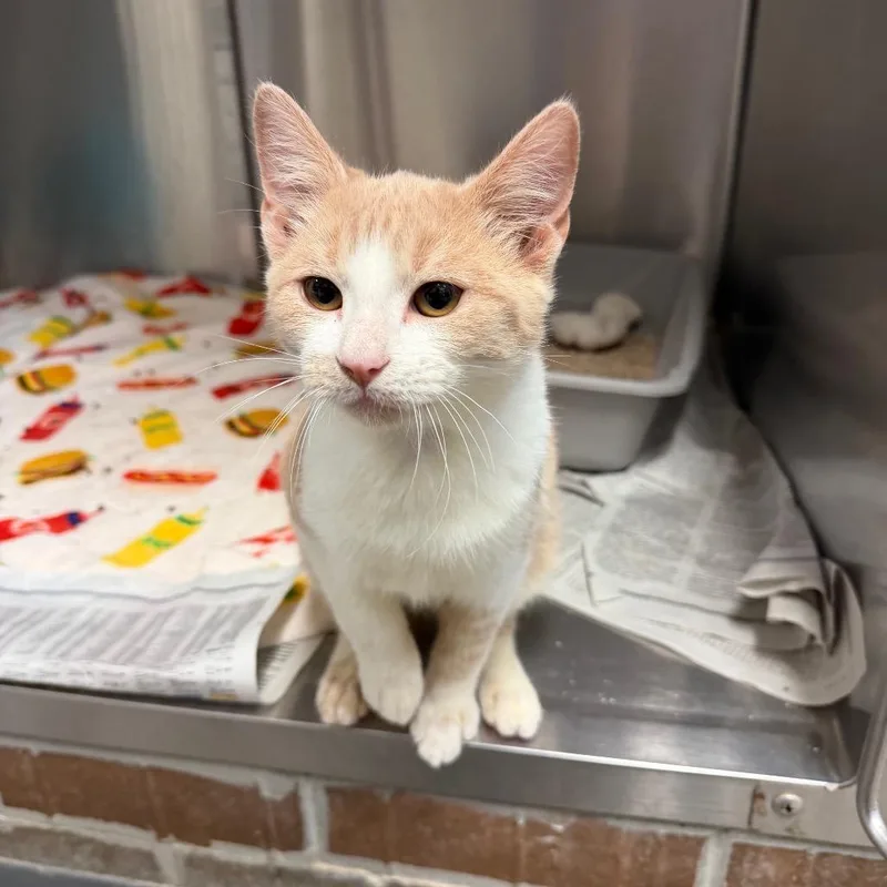 Bitohoney thumbnail 3