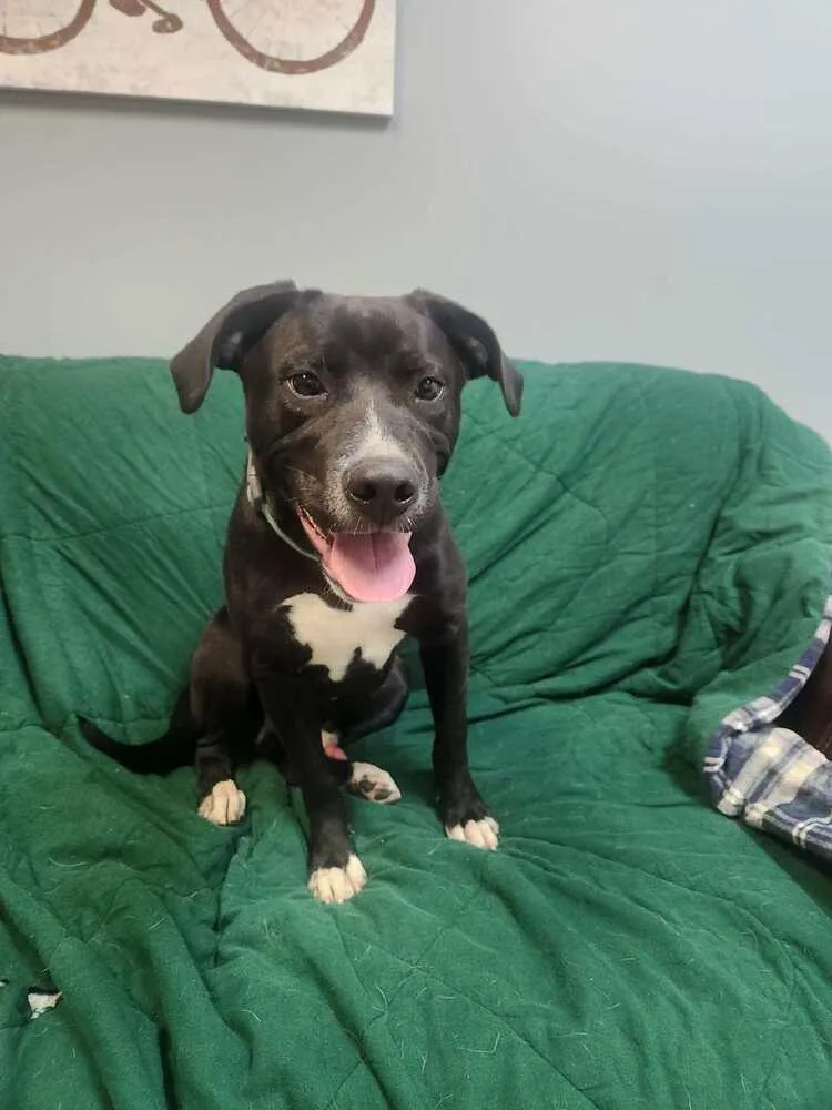 A young medium-sized male Tricolor (Brown, Black, & White) Labrador Retriever dog named Viper for adoption in Lexington, TN